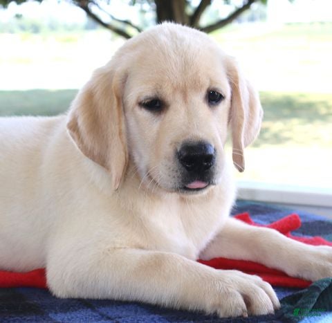 Labrador Retriever dogs Cody - Champ lines - Ad 2
