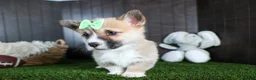 Welsh Corgi Pembroke dogs for sale: Ripley - Ad 6