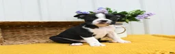 Boston Terrier dogs for sale: Bruno - Ad 3
