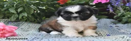 Shih Tzu dogs for sale: Toby - Ad 4