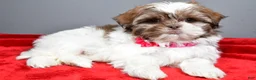 Shih Tzu dogs for sale: April - Ad 1