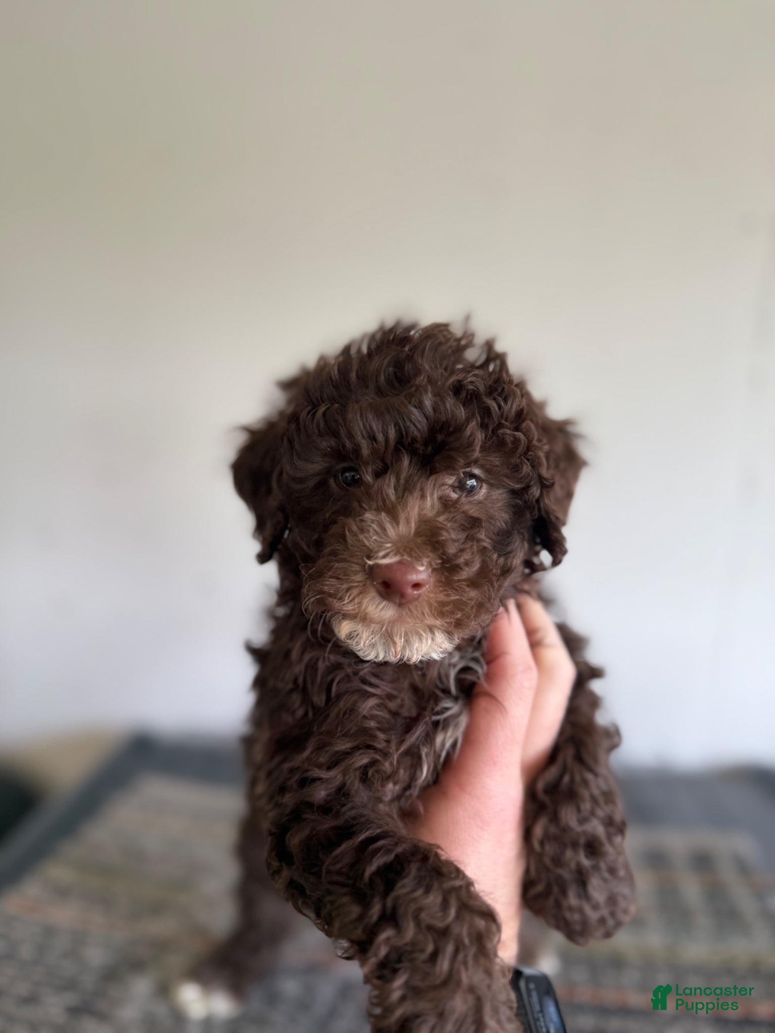 Toy Poodle dogs Roger  - Ad 24