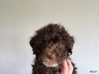 Toy Poodle dogs Roger - Ad 24