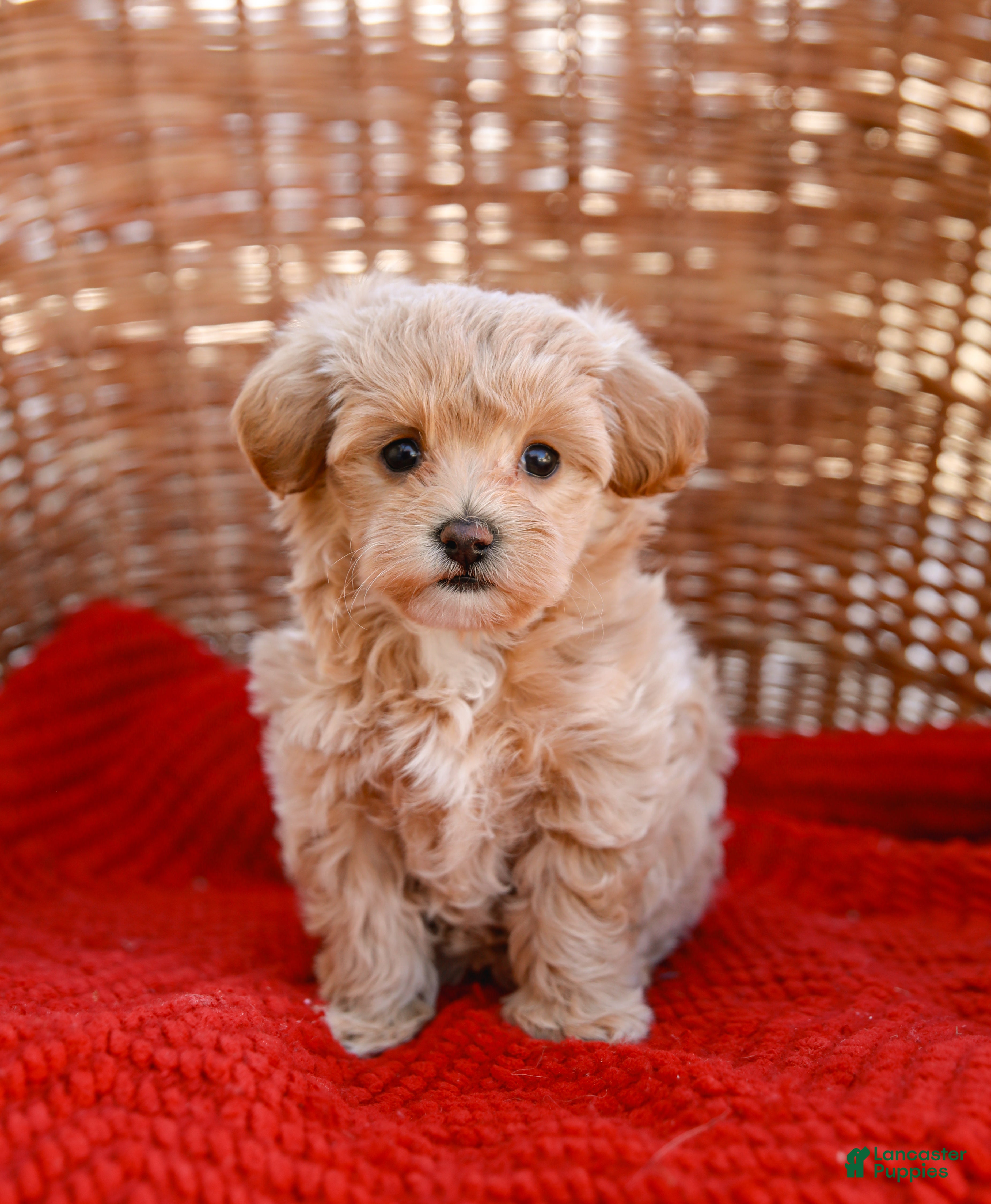 Maltipoo dogs Star - Ad 2