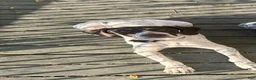 German Shorthaired Pointer dogs for sale: Robin - Ad 2