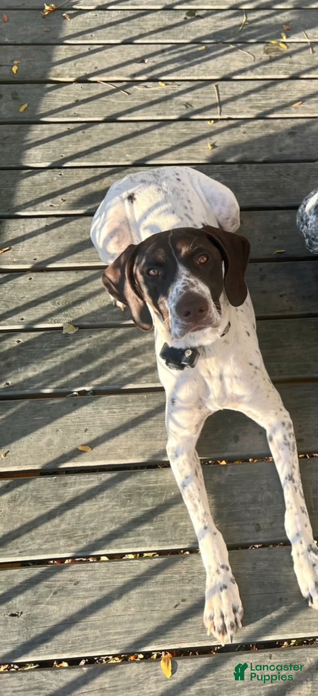 German Shorthaired Pointer dogs for sale: Robin - Ad 2