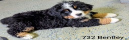 Bernese Mountain Dog dogs for sale: Bentley - Ad 2