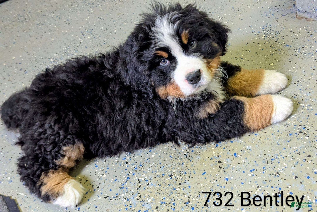 Bernese Mountain Dog dogs for sale: Bentley - Ad 2