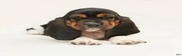 Basset Hound dogs for sale: Angel - Ad 9
