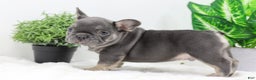 French Bulldog dogs for sale: Eaton - Ad 6