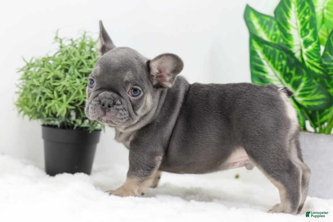 French Bulldog dogs for sale: Eaton - Ad 6