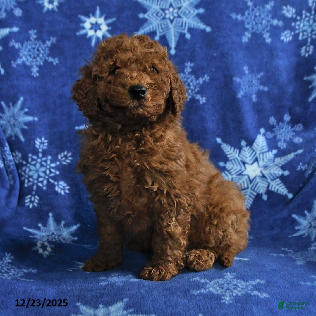 Mini Goldendoodle dogs for sale: Earl - Ad 4