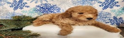 Mini Goldendoodle dogs for sale: Indy - Ad 12