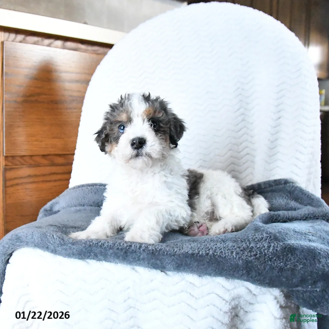 Mini Bernedoodle dogs for sale: Vincent - Ad 9