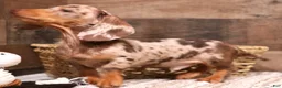 Miniature Dachshund dogs for sale: Winton chocolate/tan dapple wirehair - Ad 3