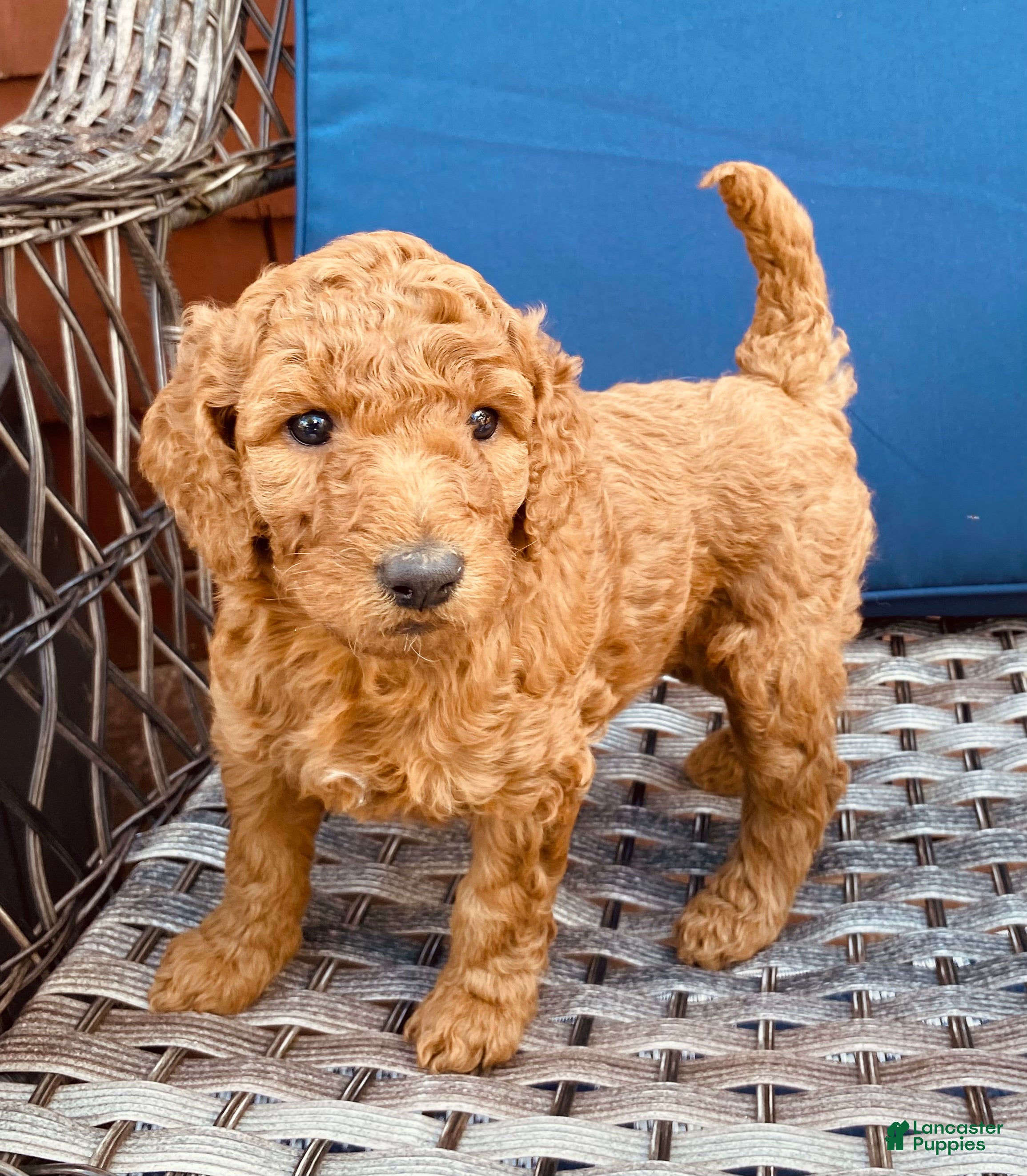 Standard Poodle dogs Standard Poodle 5 - Ad 7
