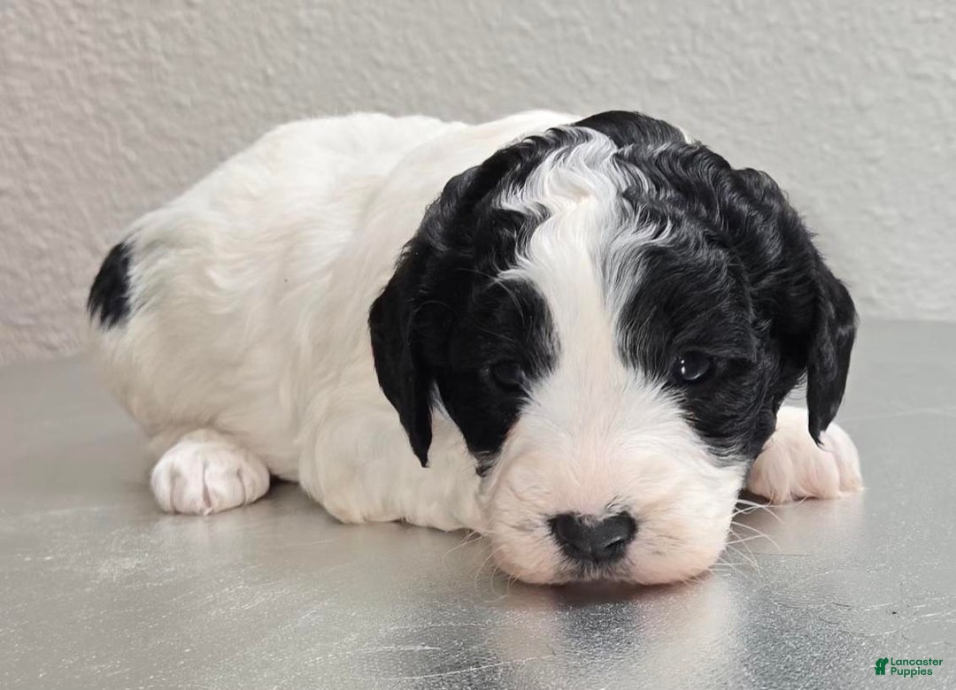 Mini Goldendoodle dogs for sale: Molly - Ad 2