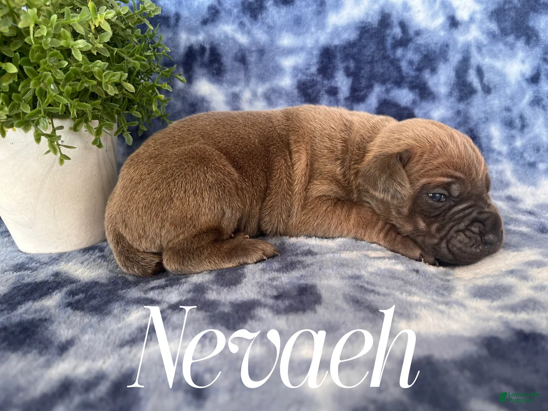 Cane Corso dogs for sale: Nikki - Ad 22