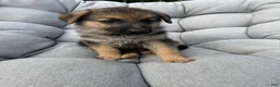 German Shepherd dogs for sale: Maddox - Ad 2