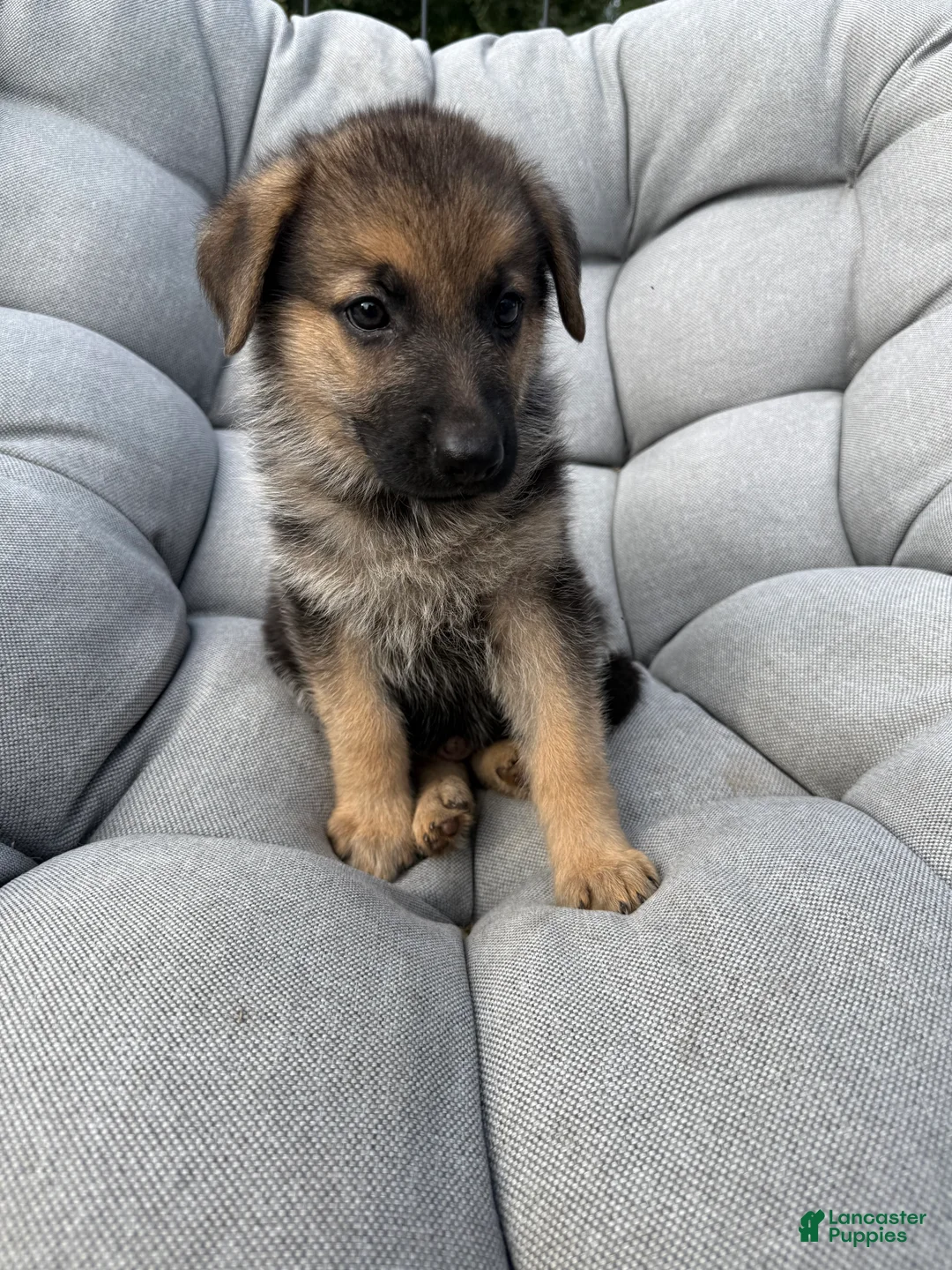 German Shepherd dogs for sale: Maddox - Ad 2