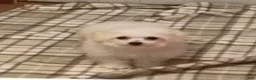 Bichon Frise dogs for sale: Snow  - Ad 5