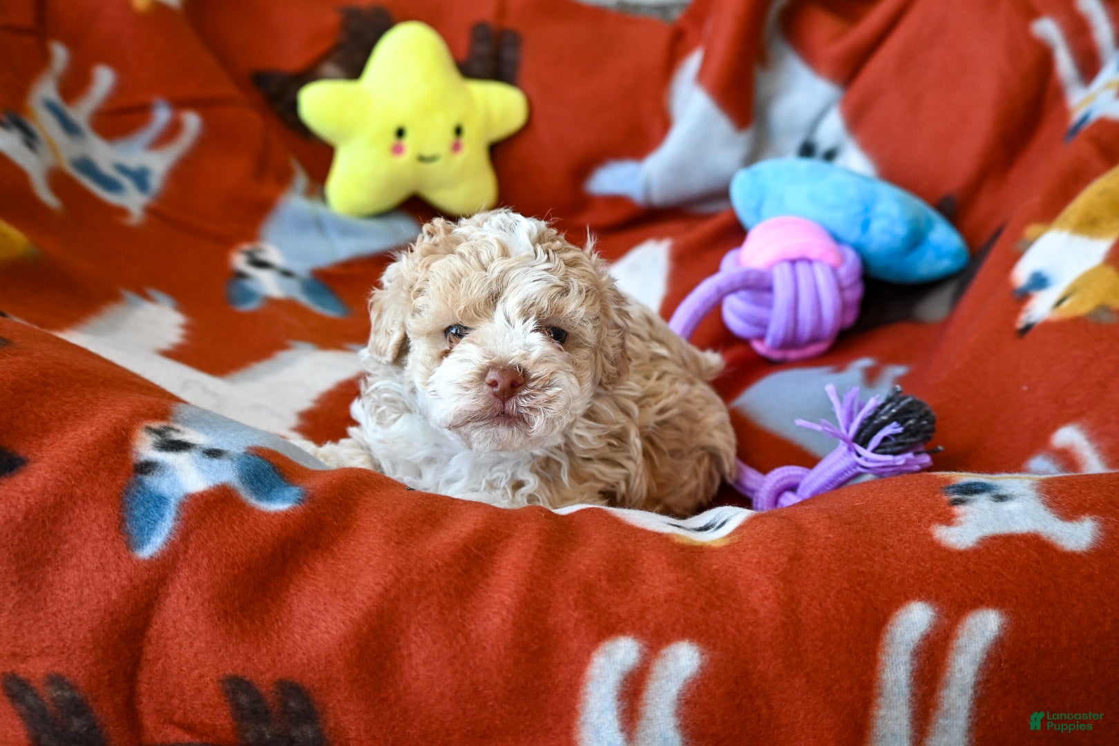 Havapoo dogs Oscar - Ad 2