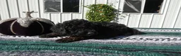 Mini Goldendoodle dogs for sale: Mini Goldendoodle 5 Elly - Ad 5