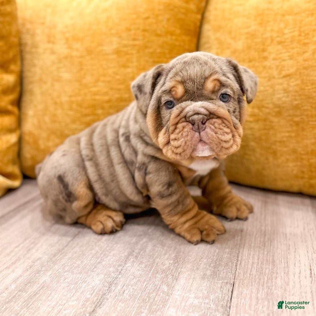 English Bulldog dogs for sale: Felix - Ad 1