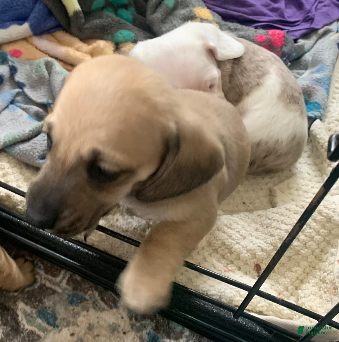 Dachshund dogs for sale: Shaded cream male smooth coat  - Ad 6