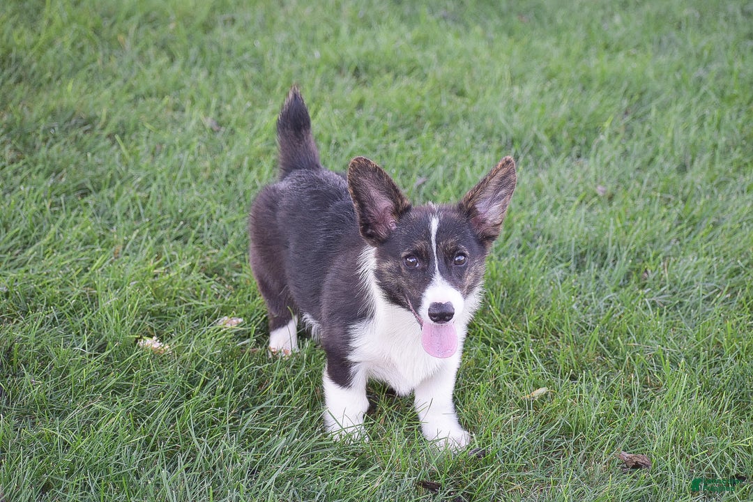 Welsh Corgi Pembroke dogs for sale: Rhett - Ad 3