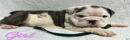 English Bulldog dogs for sale: English Bulldog 5 - Ad 1