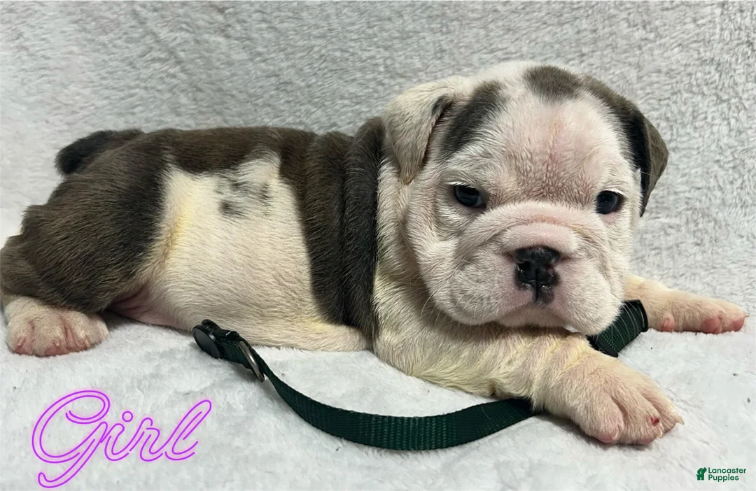 English Bulldog dogs for sale: English Bulldog 5 - Ad 1