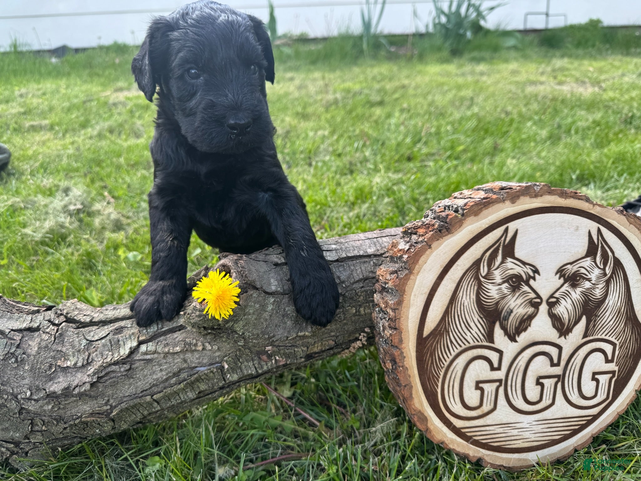 Giant Schnauzer dogs Merlot - Ad 2