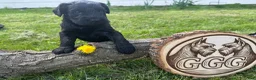Giant Schnauzer dogs for sale: Merlot - Ad 2