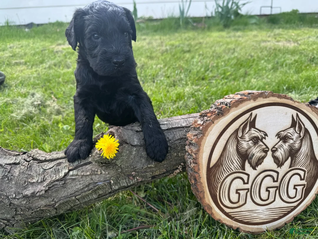 Giant Schnauzer dogs for sale: Merlot - Ad 2