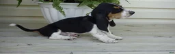 Basset Hound dogs for sale: Jax  - Ad 3