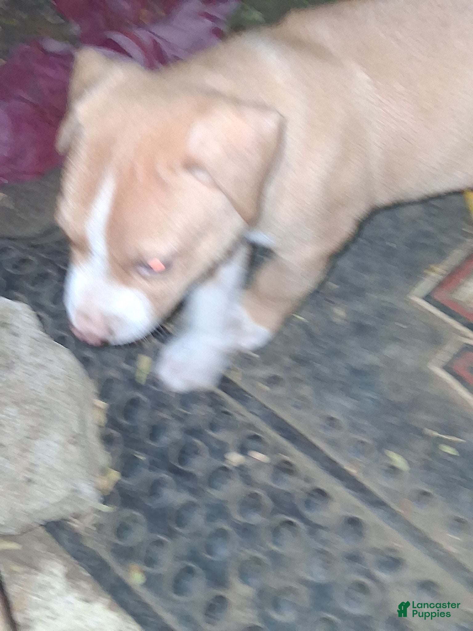 American Pit Bull Terrier dogs American Pit Bull Terrier 8 - Ad 29