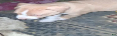 American Pit Bull Terrier 8