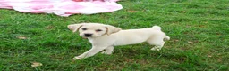Labrador Retriever dogs for sale: Robin - Ad 4
