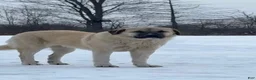 Anatolian Shepherd dogs for sale: Anatolian Shepherd 4 - Ad 2