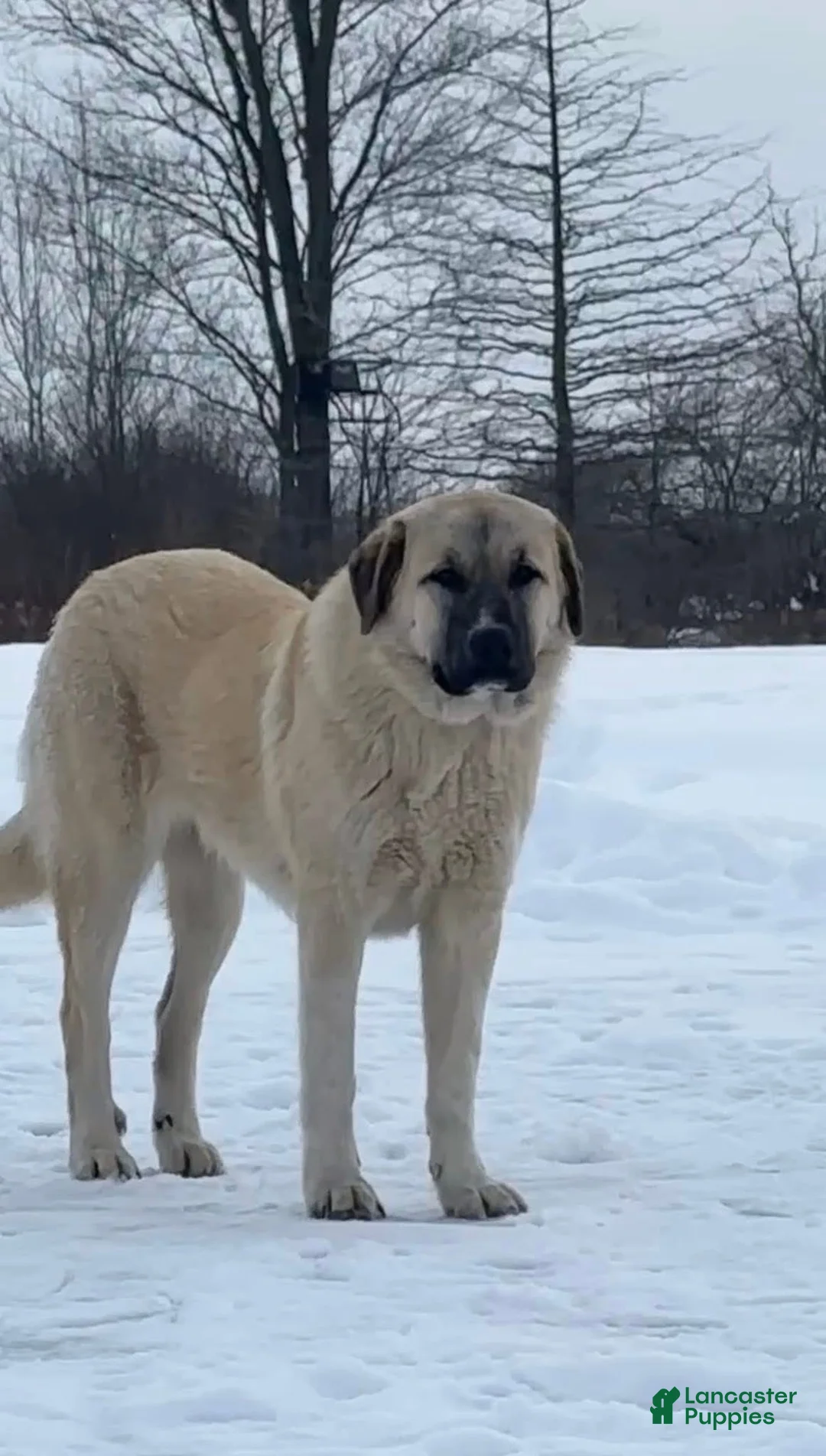 Anatolian Shepherd dogs for sale: Anatolian Shepherd 4 - Ad 2