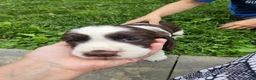 English Springer Spaniel dogs for sale: Carmen - Ad 4