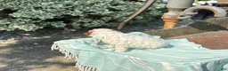 Toy Poodle dogs for sale: Taffy - Ad 7