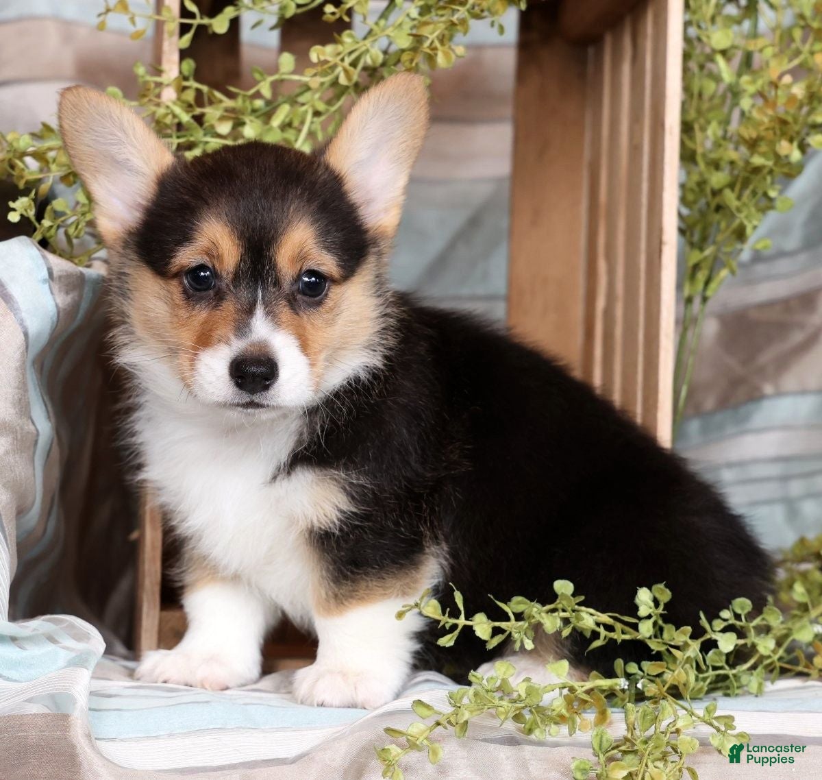 Welsh Corgi Pembroke dogs Trisha - Ad 2