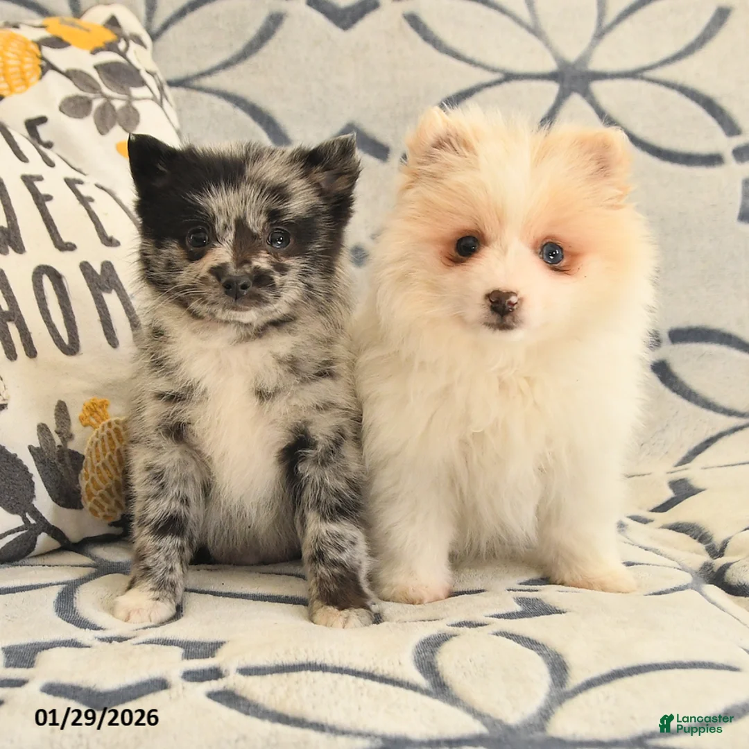 Pomeranian dogs for sale: Quella - Ad 3