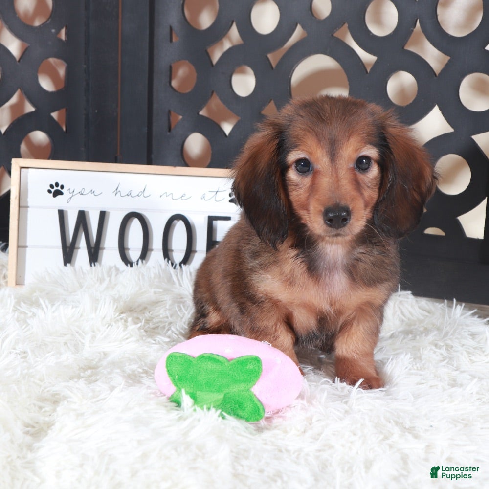 Miniature Dachshund dogs Miniature Dachshund Puppy Ruby - Ad 31