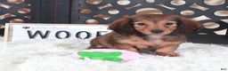 Miniature Dachshund dogs for sale: Miniature Dachshund Puppy Ruby - Ad 1
