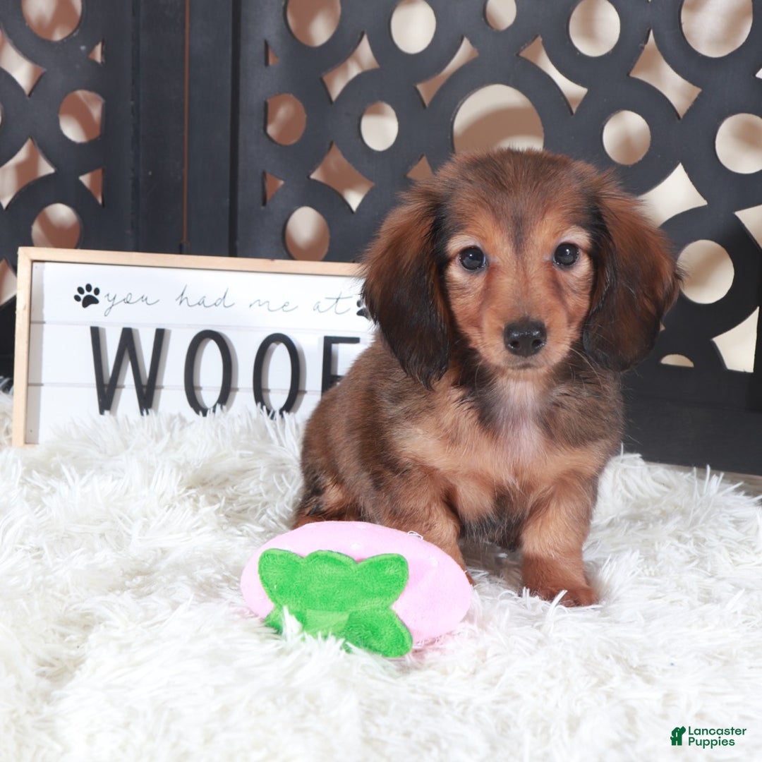 Miniature Dachshund dogs for sale: Miniature Dachshund Puppy Ruby - Ad 1
