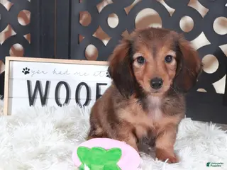 Miniature Dachshund dogs Miniature Dachshund Puppy Ruby - Ad 28