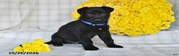 German Shepherd dogs for sale: Oscar - Ad 3